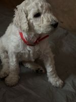 Standard Poodle Puppies for sale in Bath, Maine. price: $1,500