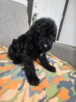 Standard Poodle Puppies for sale in Fort Payne, AL, USA. price: $900