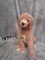 Standard Poodle Puppies for sale in Hemet, California. price: $1,000