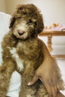 Standard Poodle Puppies for sale in Coral Springs, Florida. price: $1,500