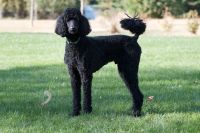 Standard Poodle Puppies for sale in Crosby, Texas. price: $600