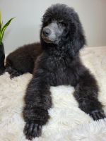 Standard Poodle Puppies for sale in Zephyrhills, FL 33545, USA. price: $1,250