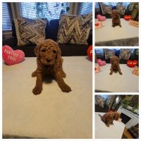 Standard Poodle Puppies for sale in Naperville, IL, USA. price: $800