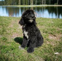 Standard Poodle Puppies for sale in Spring Hill, FL, USA. price: $600
