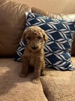 Standard Poodle Puppies for sale in La Verne, California. price: $2,500