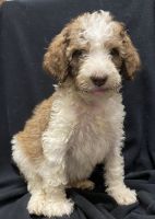 Standard Poodle Puppies for sale in Tuscumbia, Missouri. price: $900