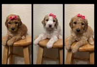 Standard Poodle Puppies for sale in Beckley, West Virginia. price: NA