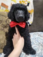 Standard Poodle Puppies for sale in Dayton, Nevada. price: $800
