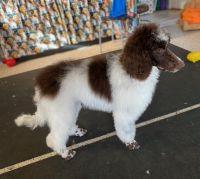 Standard Poodle Puppies for sale in Gainesville, TX 76240, USA. price: $600
