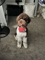Standard Poodle Puppies for sale in Huntsville, Alabama. price: $300