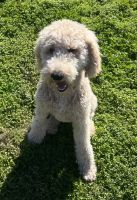 Standard Poodle Puppies for sale in Baytown, Texas. price: $500