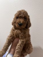 Standard Poodle Puppies for sale in Monterey, California. price: NA