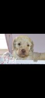 Standard Poodle Puppies for sale in Charlotte, North Carolina. price: NA