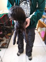 Standard Poodle Puppies for sale in Palmdale East, California. price: $400