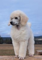 Standard Poodle Puppies for sale in Elk, WA 99009, USA. price: NA