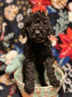 Standard Poodle Puppies for sale in Hazard, Kentucky. price: $600