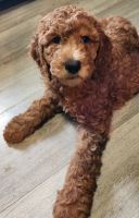 Standard Poodle Puppies for sale in Sioux Falls, South Dakota. price: $300