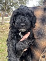 Standard Poodle Puppies for sale in Haslet, Texas. price: NA