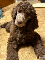 Standard Poodle Puppies for sale in Buffalo, New York. price: $850