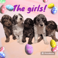 Standard Poodle Puppies for sale in Phoenix, Arizona. price: NA