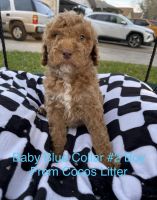 Standard Poodle Puppies for sale in Corpus Christi, Texas. price: $1,200