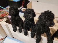 Standard Poodle Puppies for sale in Tucson, Arizona. price: NA