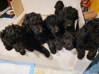 Standard Poodle Puppies for sale in Phoenix, Arizona. price: NA