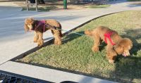 Standard Poodle Puppies for sale in Houston, Texas. price: $1,500