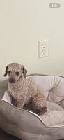 Standard Poodle Puppies for sale in Canton, Michigan. price: $1,200