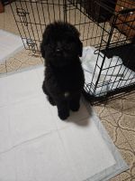 Standard Poodle Puppies for sale in Fort Payne, AL, USA. price: $400