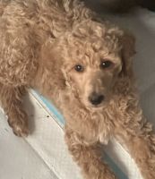 Standard Poodle Puppies for sale in Spartanburg, South Carolina. price: $500