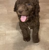 Standard Poodle Puppies for sale in Spur, Texas. price: $850