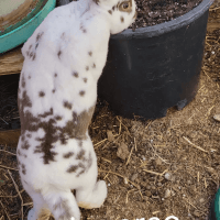 Standard Rex Rabbits for sale in Tucson, AZ, USA. price: NA