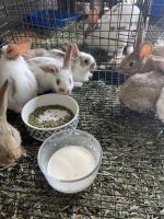 Standard Rex Rabbits for sale in Amenia, NY 12501, USA. price: NA