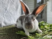 Standard Rex Rabbits for sale in Stanwood, MI 49346, USA. price: NA