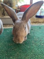 Standard Rex Rabbits for sale in Ridgeville, SC 29472, USA. price: NA