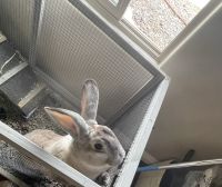 Standard Rex Rabbits for sale in Yucca Valley, California. price: NA