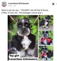 Standard Schnauzer Puppies for sale in Riverview, FL, USA. price: NA