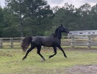 Standardbred Horse Horses for sale in Hampstead, NC, USA. price: NA