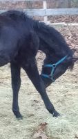 Standardbred Horse Horses for sale in Buxton, ME, USA. price: NA