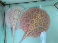 Stingray Fishes for sale in Montreal, QC, Canada. price: NA