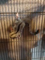 Sugar Glider Rodents for sale in Pampa, TX 79065, USA. price: NA