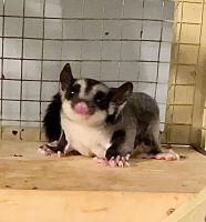 Sugar Glider Animals for sale in Knoxville, TN, USA. price: NA