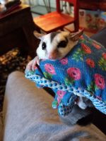 Sugar Glider Animals for sale in Knoxville, TN, USA. price: NA
