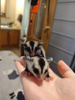 Sugar Glider Rodents for sale in Mansfield, OH, USA. price: $350