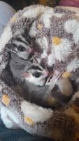 Sugar Glider Rodents for sale in Concord, NC, USA. price: NA