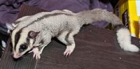 Sugar Glider Animals for sale in Powhatan Point, OH 43942, USA. price: $225