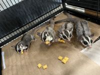 Sugar Glider Rodents for sale in Cleveland, OH, USA. price: $1,300
