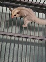 Sugar Glider Rodents for sale in Dayton, OH, USA. price: $450