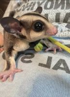 Sugar Glider Animals for sale in Boiling Springs, SC 29316, USA. price: $350